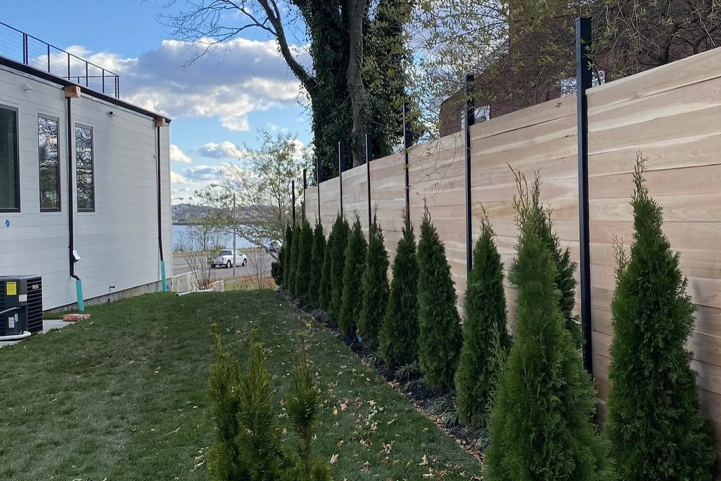 fence and sodding and cedars